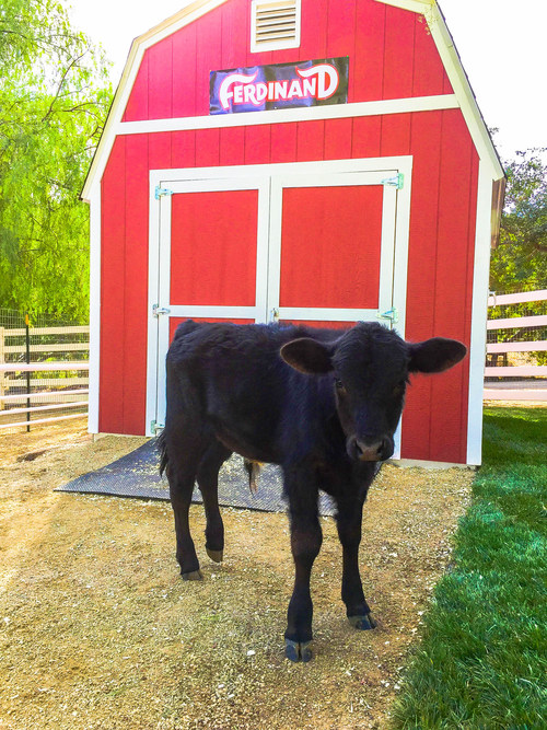 This is Ferdinand standing in front of his new house at The Gentle Barn in California. You can visit him on Sundays from 10am-2pm or schedule a private tour through the website www.gentlebarn.org