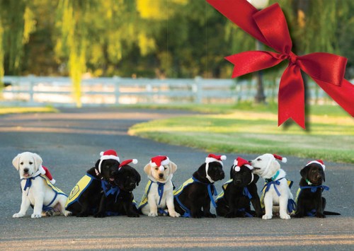 Canine Companions for Independence puppies getting holiday ready!