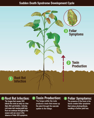 Sudden Death Syndrome Development Cycle