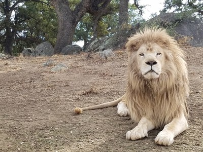 Louie, a rare white African lion, relaxes in his new spacious habitat at Lions Tigers & Bears animal sanctuary in Alpine, California.