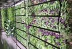 Indoor Agriculture Brand Fresh Farms of America Launching in the Las Vegas, Nevada Market