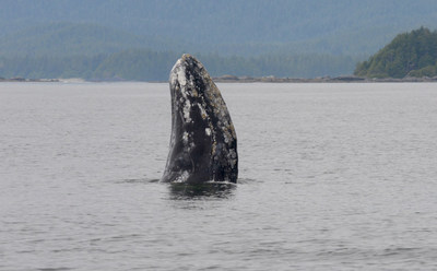 Grey Whale © Jim Darling, Pacific Wildlife Foundation (CNW Group/Committee on the Status of Endangered Wildlife in Canada)