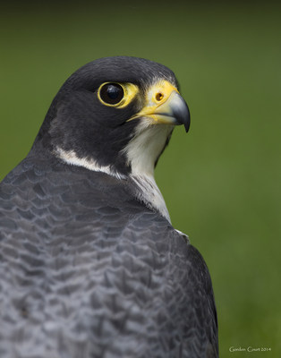 Peregrine Falcon © Gordon Court (CNW Group/Committee on the Status of Endangered Wildlife in Canada)