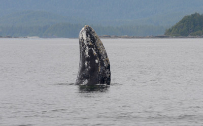 Baleine grise © Jim Darling, Pacific Wildlife Foundation (Groupe CNW/Comité sur la situation des espèces en péril au Canada)