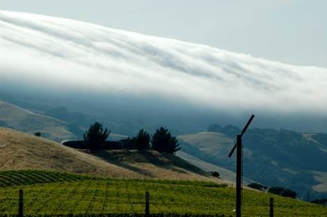 The Petaluma Gap AVA is defined by the daily wind and fog that moderates the area's temperature.