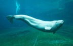 Beluga Whale Genome Sequenced for the First Time