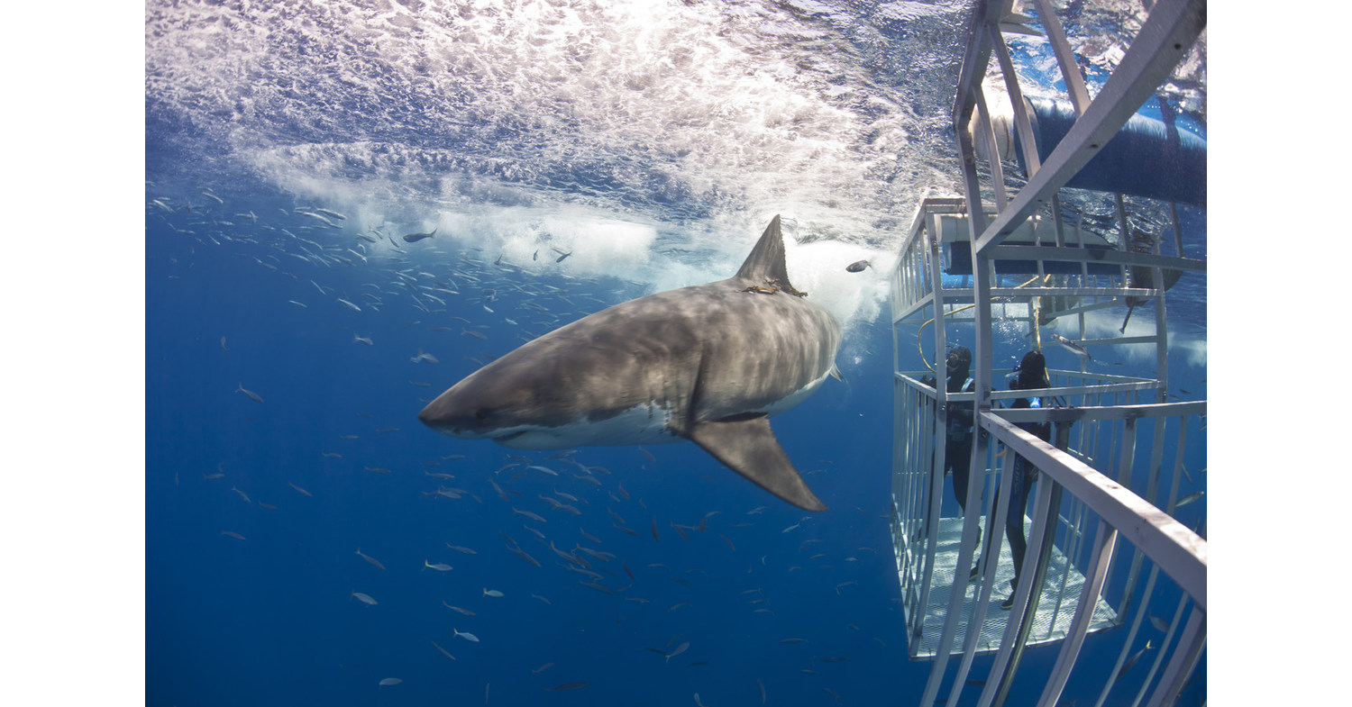 Cage Dive with Great White Sharks, SCUBA the Lush Reefs of Remote Corners of the World, or Train