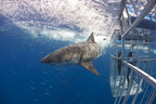 Cage Dive with Great White Sharks, SCUBA the Lush Reefs of Remote Corners of the World, or Train to Feed Sharks off the Bahamas Coast