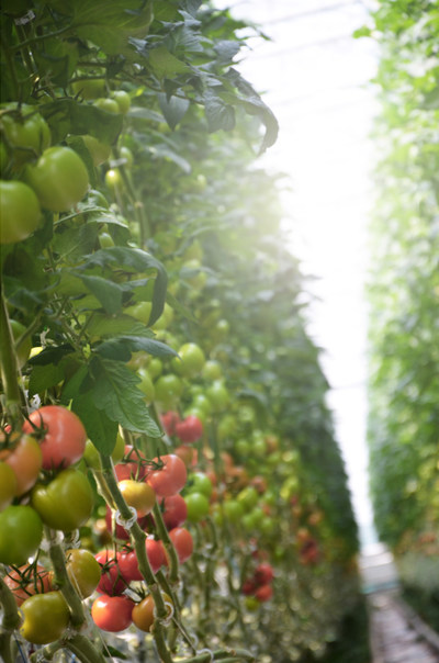 Tomatoes growing at Les Serres Bertrand (CNW Group/Canopy Growth Corporation)