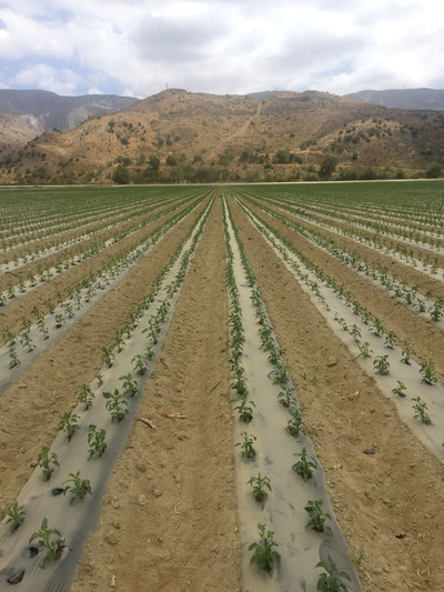 Pepper field in California