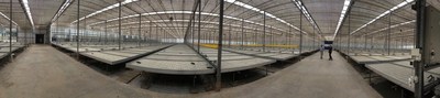Figure 2: Panoramic shot of inside one of the 3 massive interior modules within Block D glasshouse at Dube TradePort AgriZone. (CNW Group/LGC Capital Ltd)