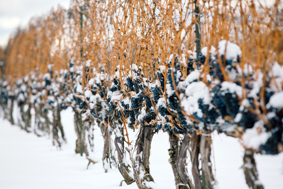 Niagara's Icewine Harvest kicks off Celebrations in Wine Country