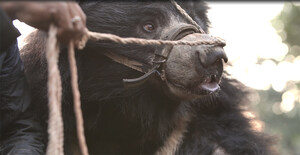 Bears tortured and forced to dance are finally rescued