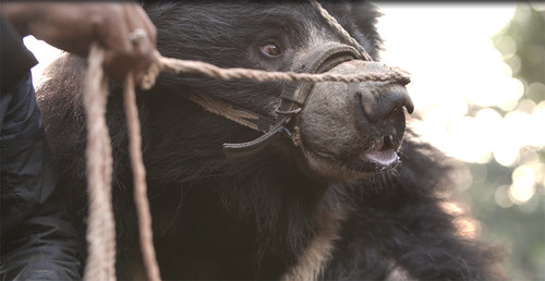 The last two known "dancing bears" in Nepal have been rescued. The bears will receive veterinary care at a wildlife reserve until they can be moved permanently to a bear sanctuary. Photo: World Animal Protection (CNW Group/World Animal Protection)