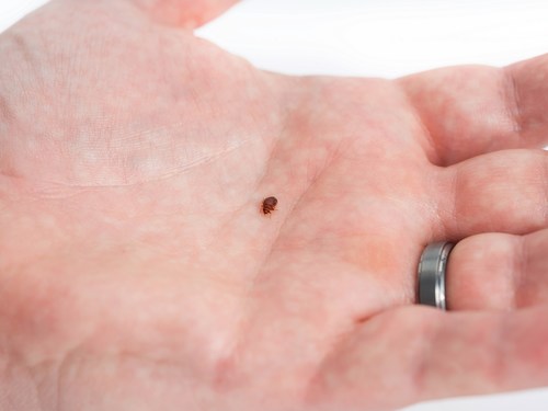 Adult bed bugs are about the size of an apple seed and are typically reddish brown. Their small size and ability to hide make them difficult to see during the day, so it’s important to look for the black, ink-like stains they can leave behind.