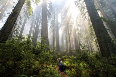 Save the Redwoods League celebrates 100 years of protecting California's majestic coast redwood and giant sequoia forests. Photo by Jon Parmentier.