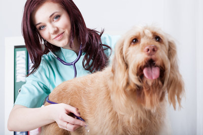 RVTs are an integral part of the veterinary health care team and work under the direction of a veterinarian to give your pet the best possible care (CNW Group/Canadian Animal Health Institute)