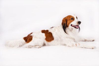 Nederlandse Kooikerhondje