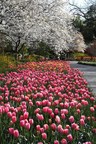 Dallas Arboretum Presents Dallas Blooms: A World of Flowers