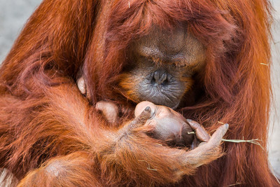 Tampa's Lowry Park Zoo welcomes 2018 with the birth of a rare Bornean orangutan baby. The endangered primate was born in the early morning on Jan. 6, 2018, to experienced mother Dee Dee, weighing in at an estimated 3 pounds. There are fewer than 100 Bornean orangutans in 24 AZA-accredited institutions in North America, making this birth very significant for the species and the Tampa community. The baby will be the tenth Bornean orangutan born at the Zoo.