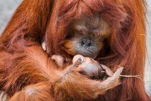 Bornean Orangutan Born at Tampa's Lowry Park Zoo