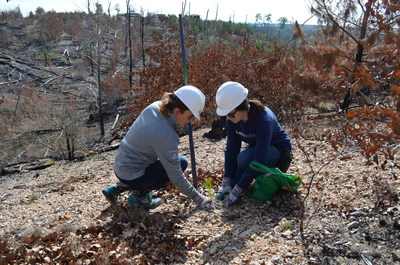 More than 50 Philadelphia Insurance employees planted 3,500 trees over two days in Bastrop State Park, Texas. The planting is part of the company's annual PHLY80K initiative to plant 80,000 trees. The company has funded the planting of 240,000 trees over the last three years.