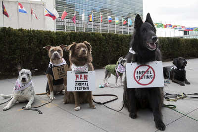 A group of dogs gather outside the United Nations Headquarters to campaign against animal testing in cosmetics on Wednesday 24 January 2018, in New York. The protest is in support of Forever Against Animal Testing, a campaign from The Body Shop and Cruelty Free International which is calling on the UN to end a practice that harms up to 500,000 animals in cruel tests every year. The Body Shop and Cruelty Free International have met with UN representatives to discuss the topic and further the campaign. Consumers around the world can join the protest online by signing the campaign petition http://www.foreveragainstanimaltesting.com. (Andrew Kelly/AP Images for the Body Shop) (CNW Group/The Body Shop)