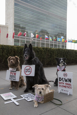 A group of dogs gather outside the United Nations Headquarters to campaign against animal testing in cosmetics on Wednesday 24 January 2018, in New York. The protest is in support of Forever Against Animal Testing, a campaign from The Body Shop and Cruelty Free International which is calling on the UN to end a practice that harms up to 500,000 animals in cruel tests every year. The Body Shop and Cruelty Free International have met with UN representatives to discuss the topic and further the campaign. Consumers around the world can join the protest online by signing the campaign petition
https://foreveragainstanimaltesting.com/page/9583/petition/1 (Andrew Kelly/AP Images for the Body Shop)