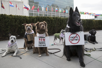 A group of dogs gather outside the United Nations Headquarters to campaign against animal testing in cosmetics on Wednesday 24 January 2018, in New York. The protest is in support of Forever Against Animal Testing, a campaign from The Body Shop and Cruelty Free International which is calling on the UN to end a practice that harms up to 500,000 animals in cruel tests every year. The Body Shop and Cruelty Free International have met with UN representatives to discuss the topic and further the campaign. Consumers around the world can join the protest online by signing the campaign petition
https://foreveragainstanimaltesting.com/page/9583/petition/1 (Andrew Kelly/AP Images for the Body Shop)