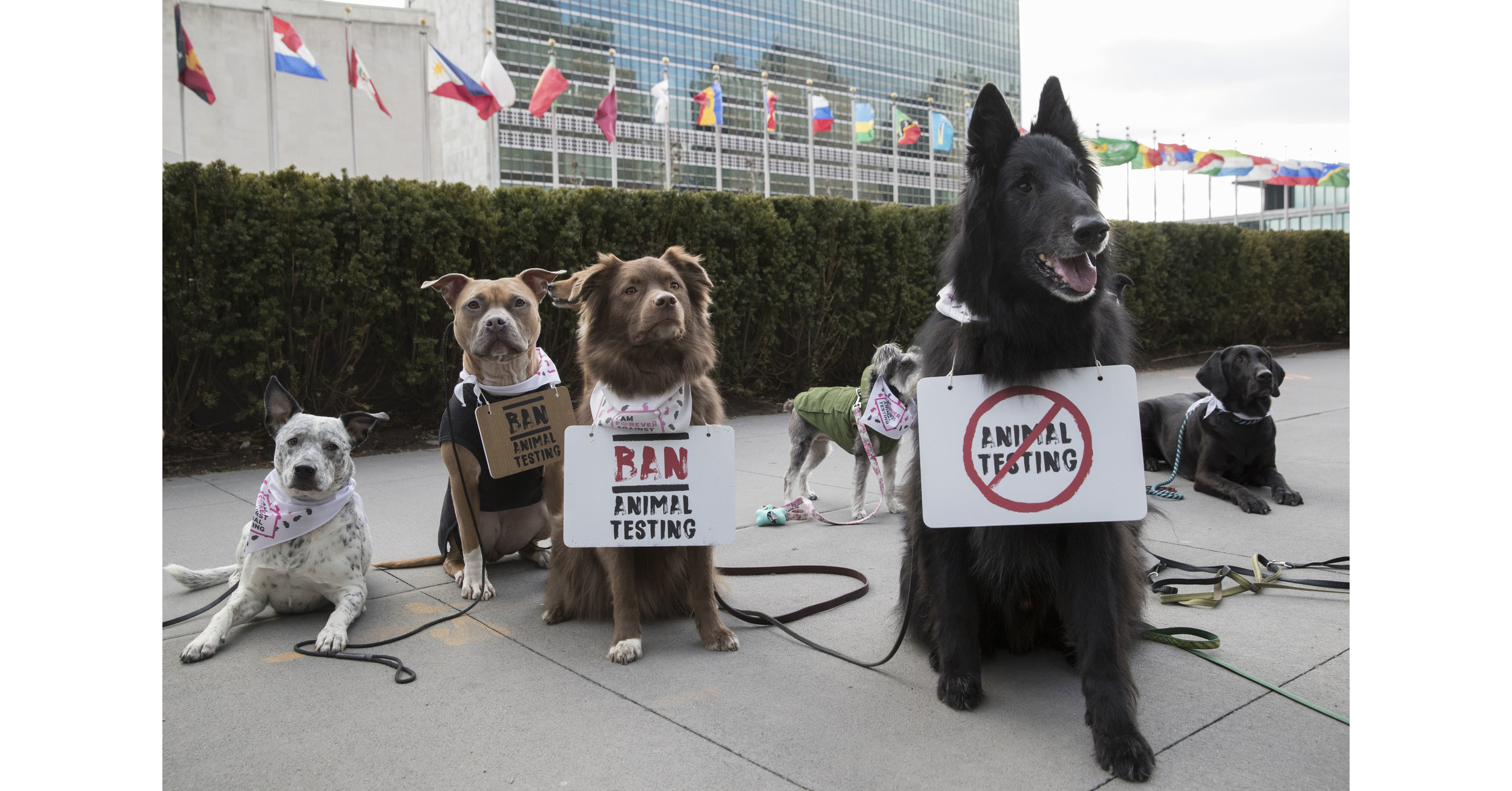 Dogs Take To The Streets In The World's First UN Animal Protest