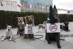 Dogs Take to the Streets in the World's First UN Animal Protest