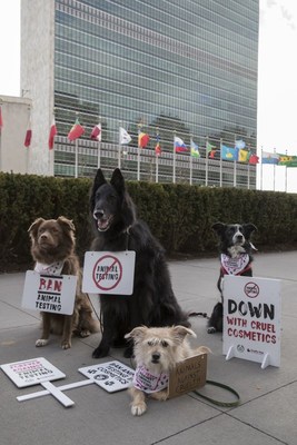 A group of dogs gather outside the United Nations Headquarters to campaign against animal testing in cosmetics on Wednesday 24 January 2018, in New York. The protest is in support of Forever Against Animal Testing, a campaign from The Body Shop and Cruelty Free International which is calling on the UN to end a practice that harms up to 500,000 animals in cruel tests every year. The Body Shop and Cruelty Free International have met with UN representatives to discuss the topic and further the campaign. Consumers around the world can join the protest online by signing the campaign petition
https://foreveragainstanimaltesting.com/page/9583/petition/1 (Andrew Kelly/AP Images for the Body Shop) (PRNewsfoto/The Body Shop)