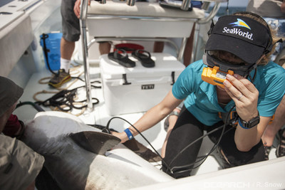 SeaWorld researchers share knowledge and experience that will contribute to SeaWorld and OCEARCH's shared mission to educate, inspire and advocate for ocean health and marine animal conservation efforts.