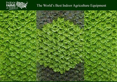Indoor Farms of America Beautiful Butter Lettuce Wall