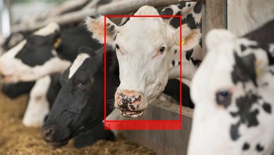 Cainthus’ imaging technology can identify individual cows by their features in several seconds to memorize a cow’s unique identity, recording individual pattern and movements.