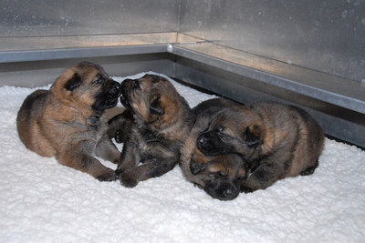 The first four puppies born at the RCMP PDSTC this year. (CNW Group/Royal Canadian Mounted Police)