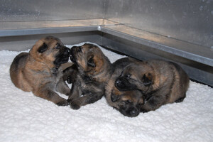 Kids! February is RCMP Name the Puppy month