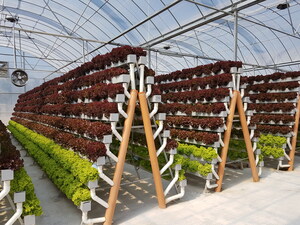 Pegasus Food Futures to Showcase Pioneering Crop Growing Method to Promote Global Food Security