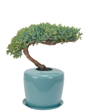 The Bonsai Urn Offers Families a New Way to Memorialize a Loved One