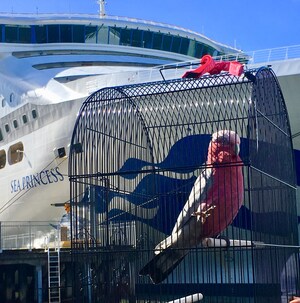 Cockatoo Takes a Cruise: As Family Prepares for Australian Cruise Vacation Pet Bird Escapes from Home -- Lands on Different Cruise Ship and Sails to New Zealand