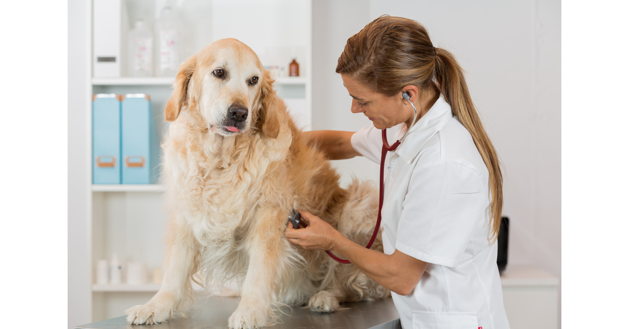 Healthy Paws Pet Insurance Announces Good Deeds for 2017 ...