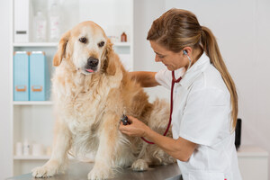 Healthy Paws Pet Insurance Announces Good Deeds for 2017 - 2018