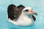 Monterey Bay Aquarium Study Reveals Changes In Seabirds' Diets Dating Back 130 Years
