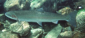 Emergency Assessment concludes that BC's Interior Steelhead Trout at risk of extinction