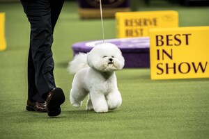 Bichon Frise For The Win! Westminster Kennel Club Dog Show Crowns 11th "Best in Show" Champion In 12 Years Fueled By Purina Pro Plan