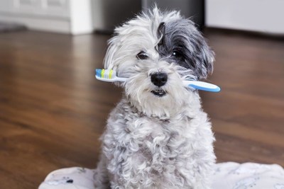 Brush Your Pet's Teeth