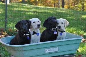 Guiding Eyes for the Blind Invites Marylanders to Volunteer in Puppy Raising Program