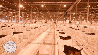 Canopy Growth's 1.3 million sq. ft. greenhouse in Aldergrove, BC. (CNW Group/Canopy Growth Corporation)