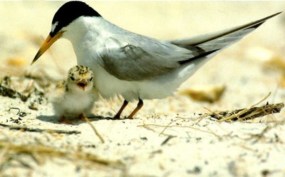 Adult Least Tern and chick. Photo by Amanda and M.C. Morgan.