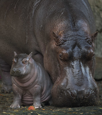 Baby Hippo Born at Disney's Animal Kingdom is a Boy! On February 21, 2018, Walt Disney World Resort revealed news about a baby Nile hippopotamus born last month at Disney's Animal Kingdom in Lake Buena Vista, Fla. Disney announced that the hippo calf is a boy, and his name is Augustus. Weighing in at 168 pounds, Augustus is the first hippo born at the park in 13 years. He is often seen close to his mom, Tuma, and is winning over guests on the theme park's Kilimanjaro Safaris attraction and Wild Africa Trek experience.